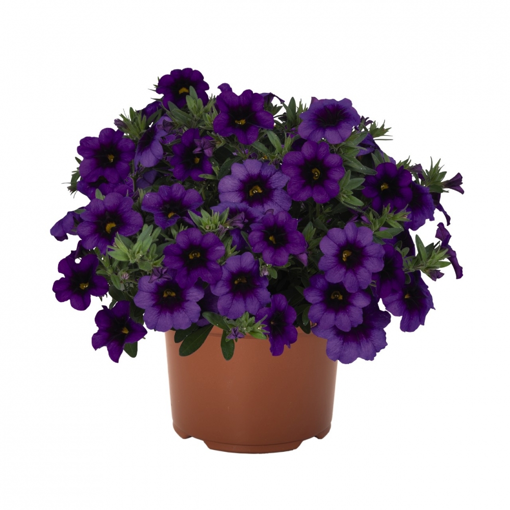 Калибрахоа Bloomtastic Purple (100 шт.)