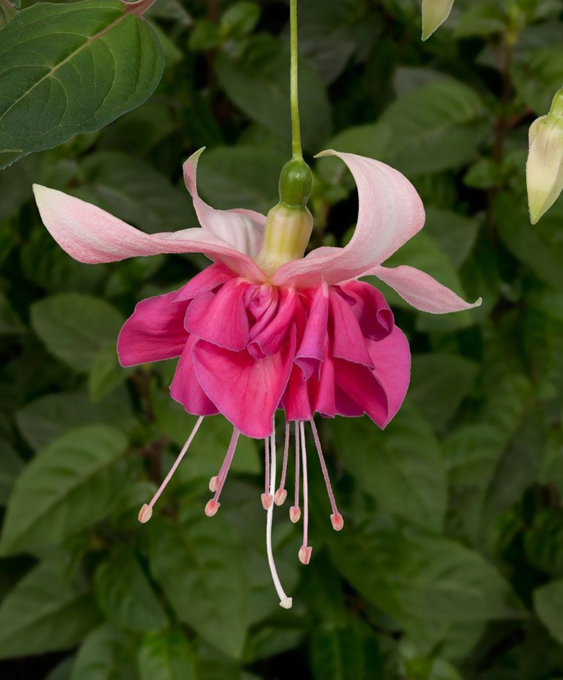 Фуксия Fuchsia Bella Rosella