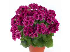 Пеларгония королевская Candy Flowers Violet (10шт)