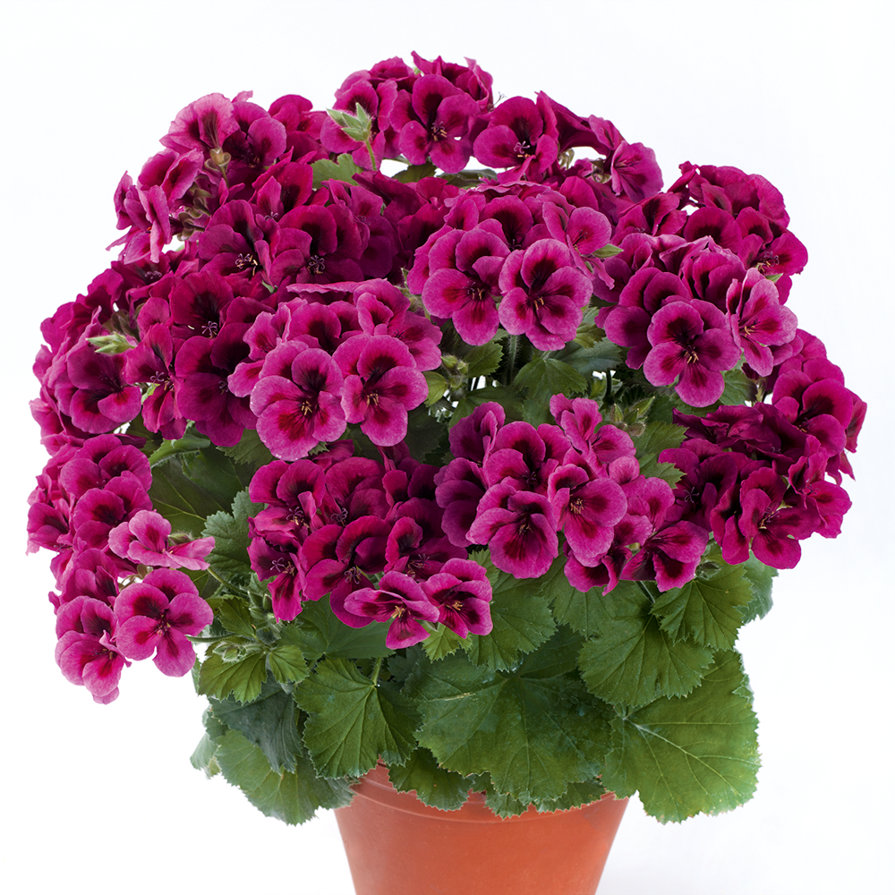 Пеларгония королевская Candy Flowers Violet (10шт)