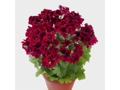 Пеларгония королевская Candy Flowers Dark Red(10шт)*