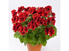 Пеларгония королевская Candy Flowers Bright Red (10шт)