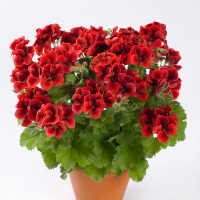 Пеларгония королевская Candy Flowers Bright Red (10шт)