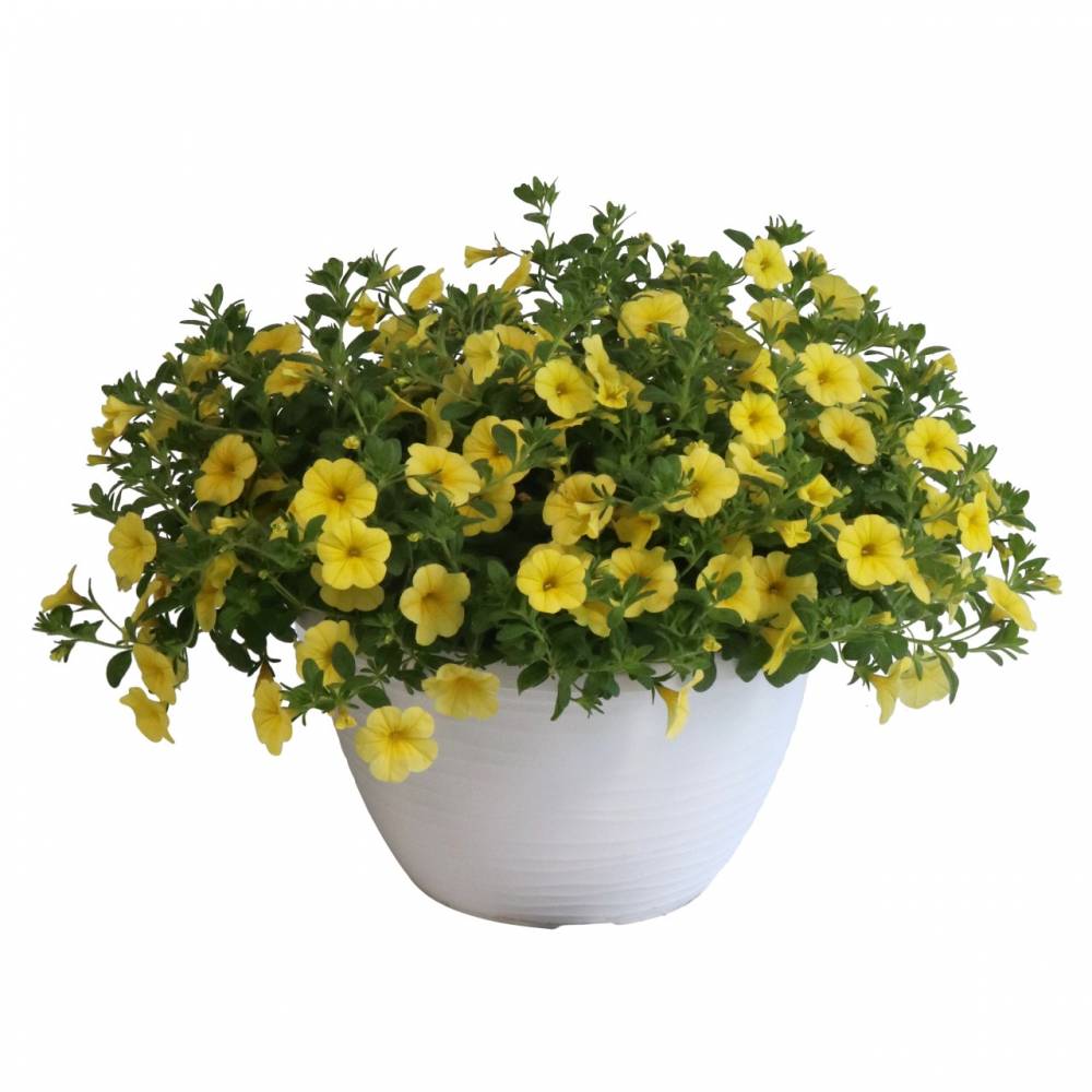 Калибрахоа Bloomtastic Yellow (100 шт.)