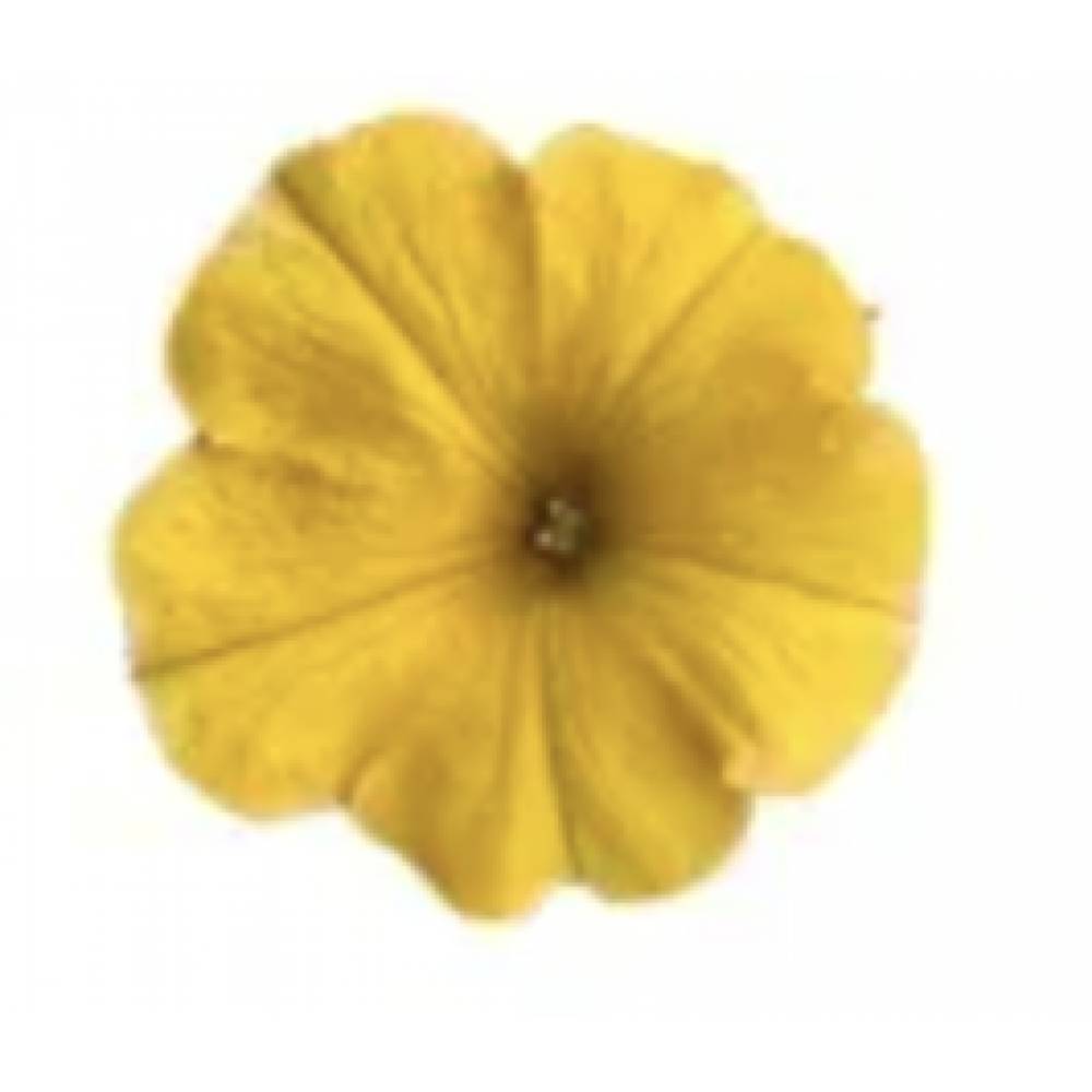 Chameletunia ® (петхоа )  Yellow Sun ( 100 штук)