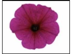 Chameletunia (петхоа)  Purple Dawn ( 100 штук)