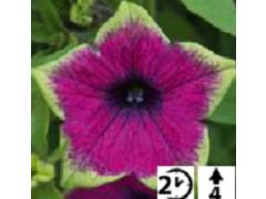 Петуния Fortado® Special 	Purple Green Edge (100шт)