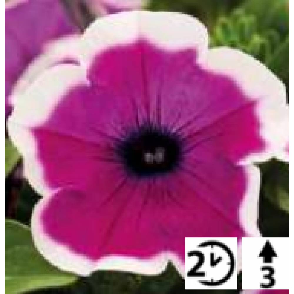Петуния Fortado® Special 	Violet Bicolor(100шт)