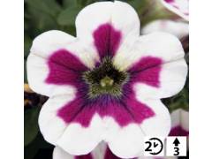 Петуния Fortado® Special 	Violet Pinwheel (100шт)