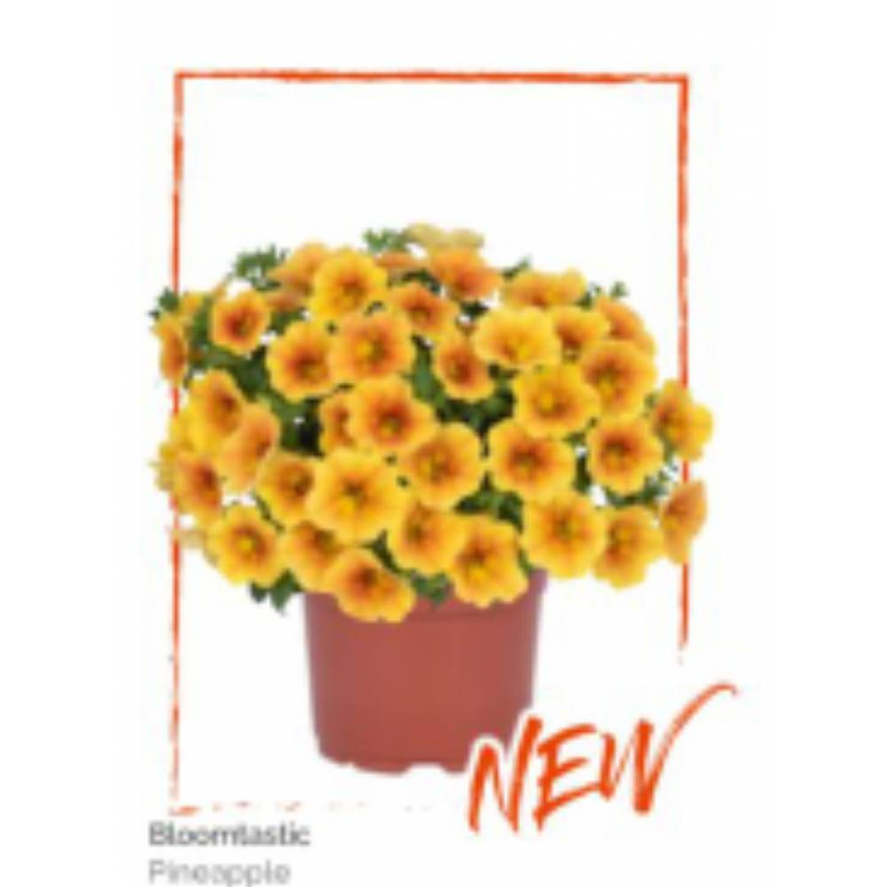 Калибрахоа Bloomtastic Pineapple (16 шт)