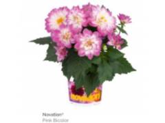 Георгин Novation pink bicolour (12 шт)