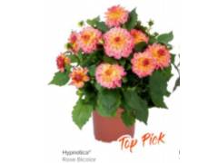 Георгин Hypnotica rose bicolour (12 шт)