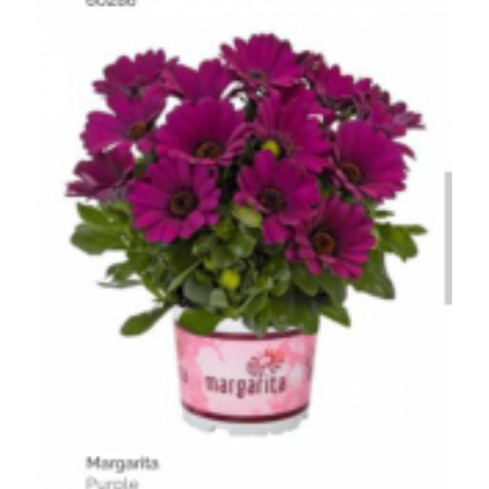 Остеоспермум Margarita Purple (16 шт)