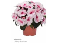 Бальзамин Petticoat cherry blossom (12 шт)