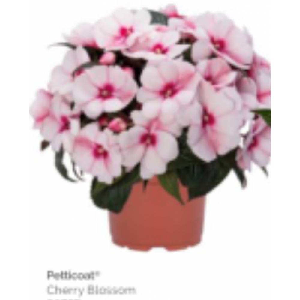 Бальзамин Petticoat cherry blossom (12 шт)