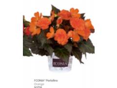 Бегония Iconia portofino orange (10 шт.)