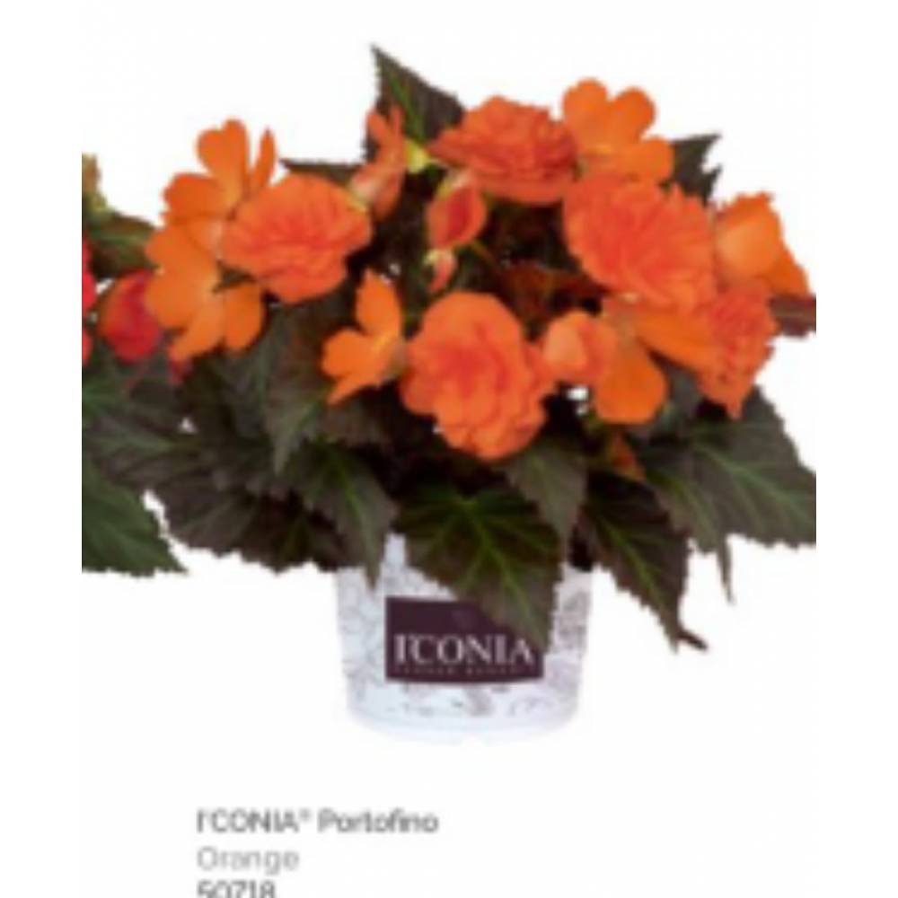 Бегония Iconia portofino orange (10 шт.)