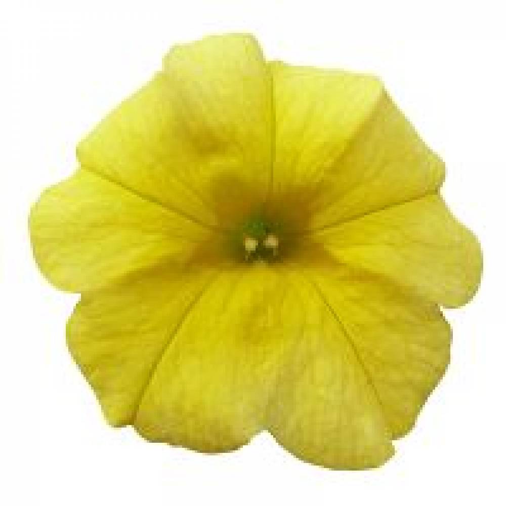 Calibrachoa CALIPETITE Yellow  (100шт)