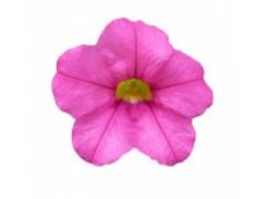 Calibrachoa CALIPETITE Rose (100шт)