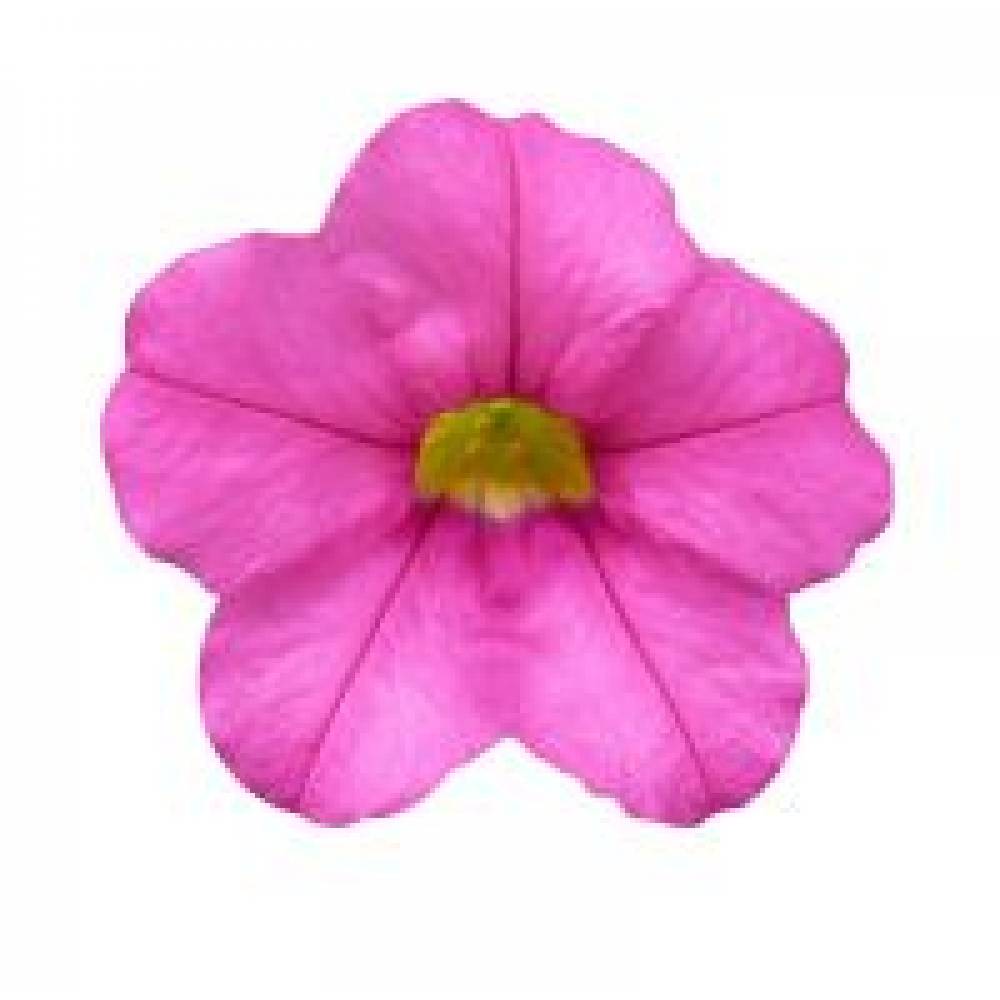 Calibrachoa CALIPETITE Rose (100шт)