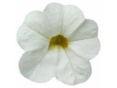 Calibrachoa CALIPETITE White  (100шт)