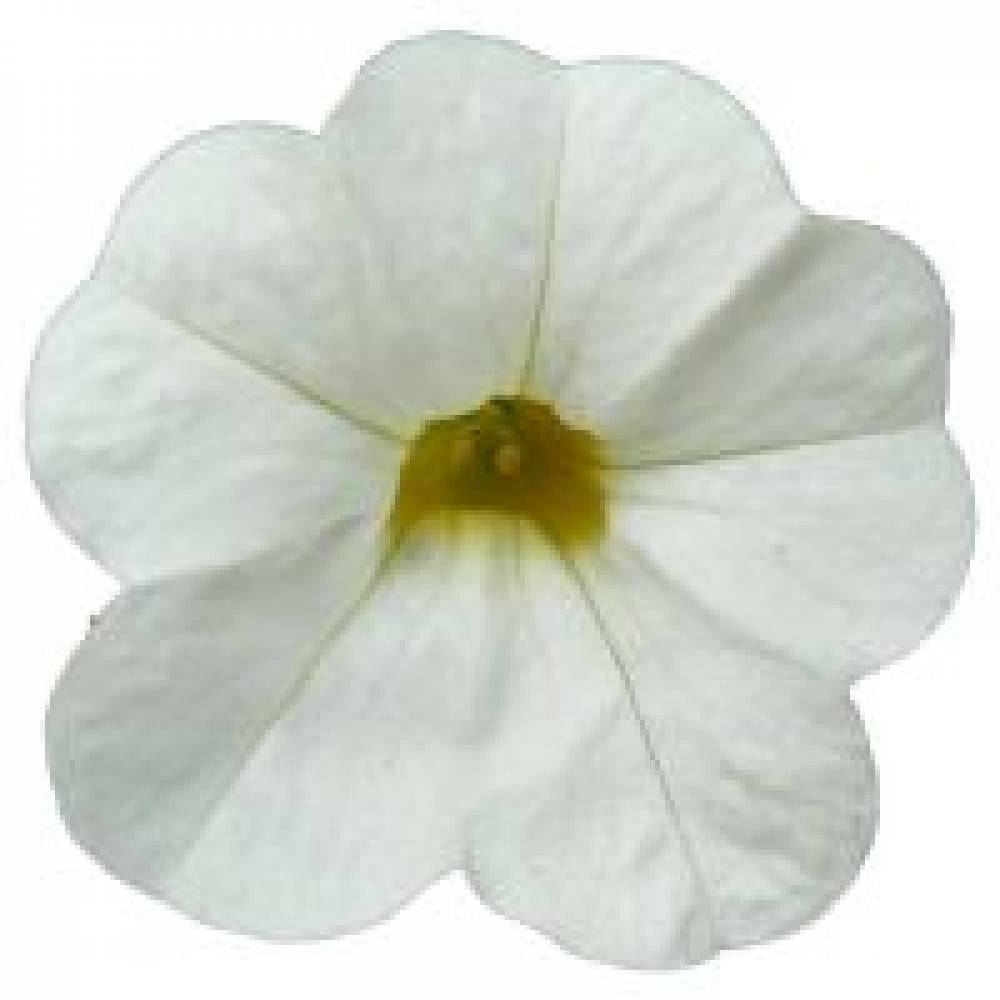 Calibrachoa CALIPETITE White  (100шт)