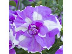 Petunia TUMBELINA COMPACT Lilac Ripple  (100 шт)