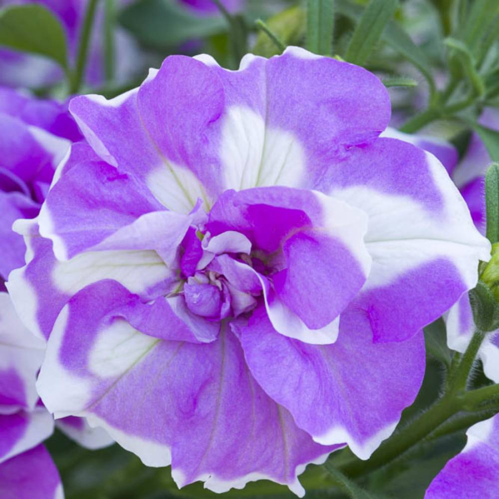 Petunia TUMBELINA COMPACT Lilac Ripple  (100 шт)