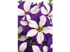 Petunia CRAZYTUNIA  Lucky Lilac(100шт)