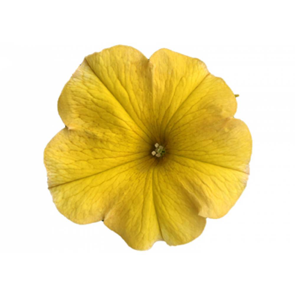Petchoa BEAUTICAL Yellow Sun (100шт)