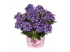 Вербена Empress Flair Purple Charme (100 шт.)