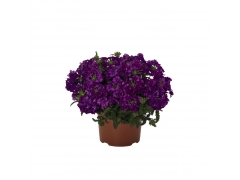 Вербена Lindolena Purple (100 шт.)