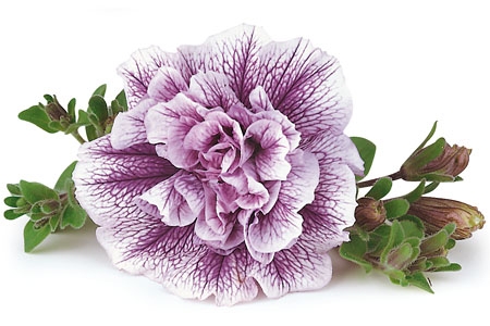 Петуния Lavender Bouquet(100шт)